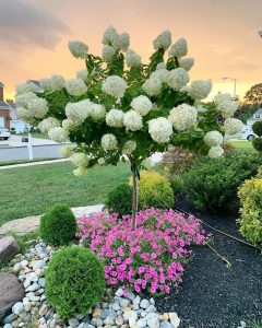 Comment Faire Pousser Un Hortensia Astucespro