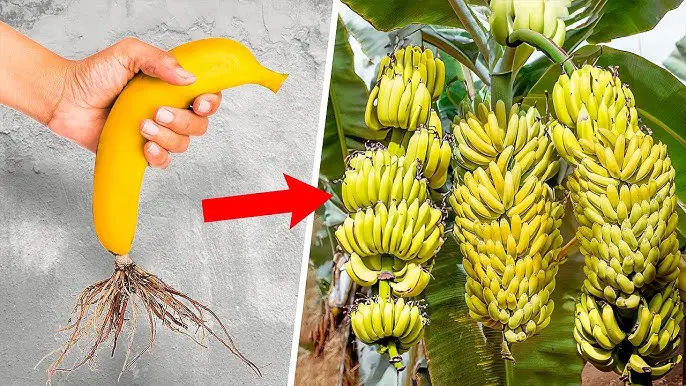 Comment Faire Pousser Un Bananier Partir De La Banane Astucespro