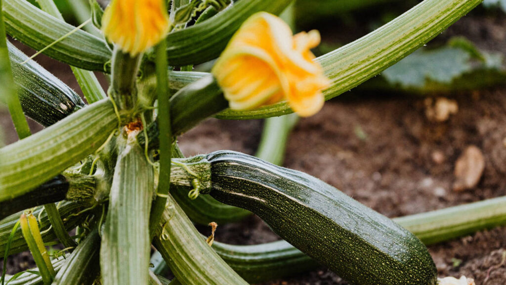 Conseils De Culture De Courgettes Pour La Plus Grosse R Colte Cet T