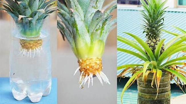 Comment Cultiver Des Ananas La Maison En Pots De La Couronne D