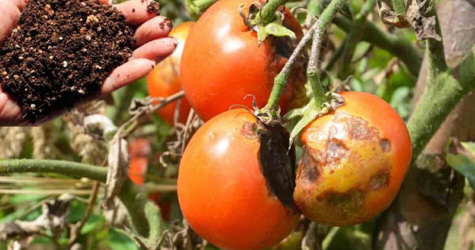 Pourriture Des Fleurs Lennemi Num Ro Un Des Tomates Comment Le