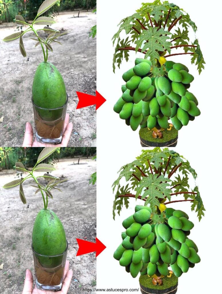 Technique Unique De Greffe De Mangue Sur Papaye Pour Obtenir Un