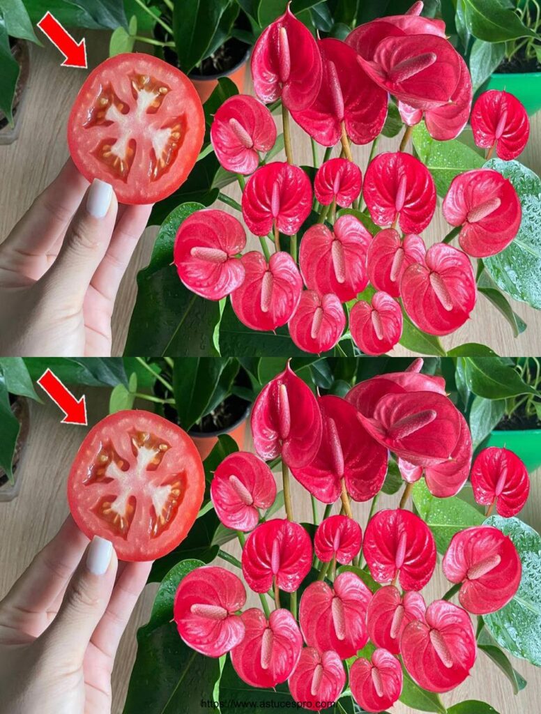 Une Simple Tranche De Tomate Des Fleurs En Continu Engrais Naturel