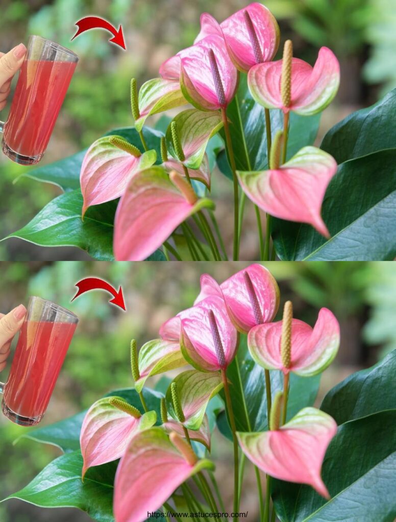 Le Secret Pour Faire Pousser Et Fleurir Sans Fin Les Anthuriums Un