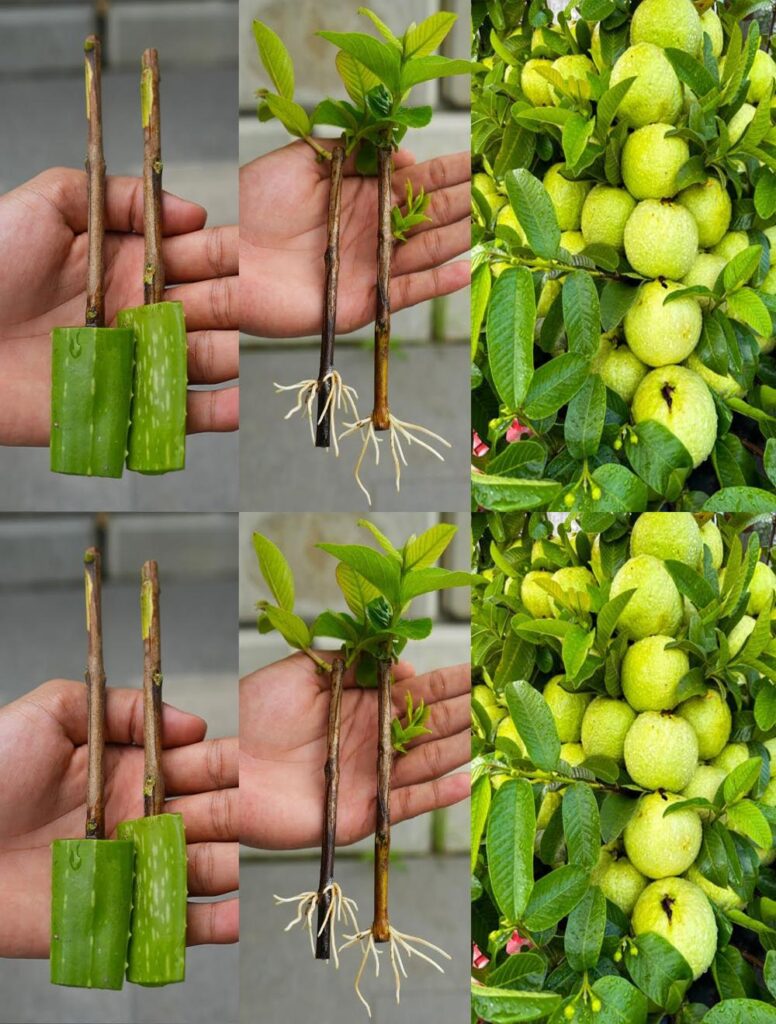 Comment cultiver un arbre à goyave à partir de boutures en utilisant de