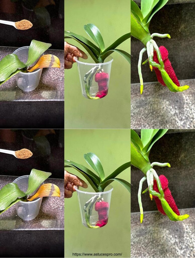 D Couvrez Comment R Animer Des Orchid Es Sans Racines Et Les Voir