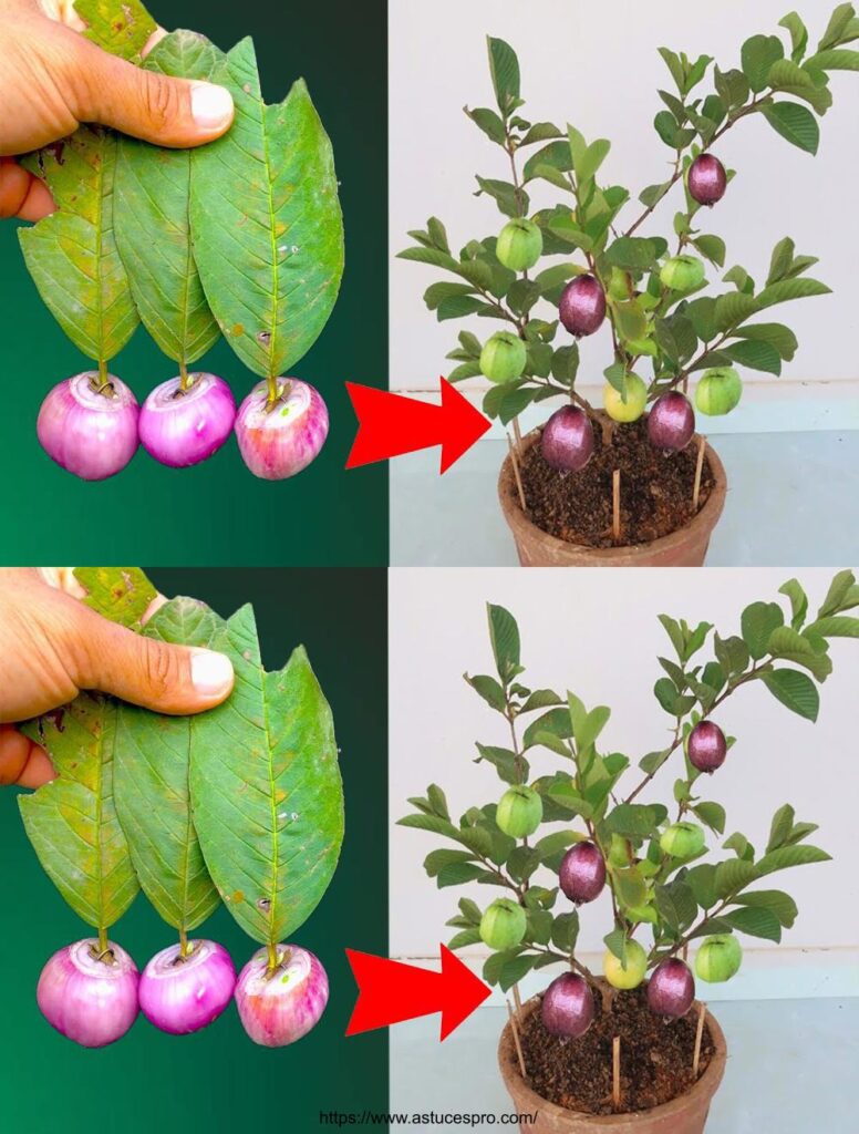 Technique créative pour cultiver la goyave en utilisant des feuilles