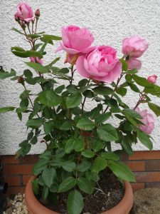 Secrets Pour Faire Fleurir Vos Roses Astucespro