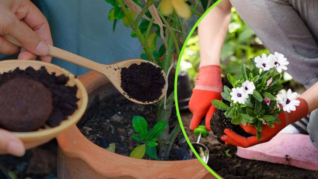 Les Plantes Ce Nest Pas La Terre Ce Sont Du Marc De Caf Quand