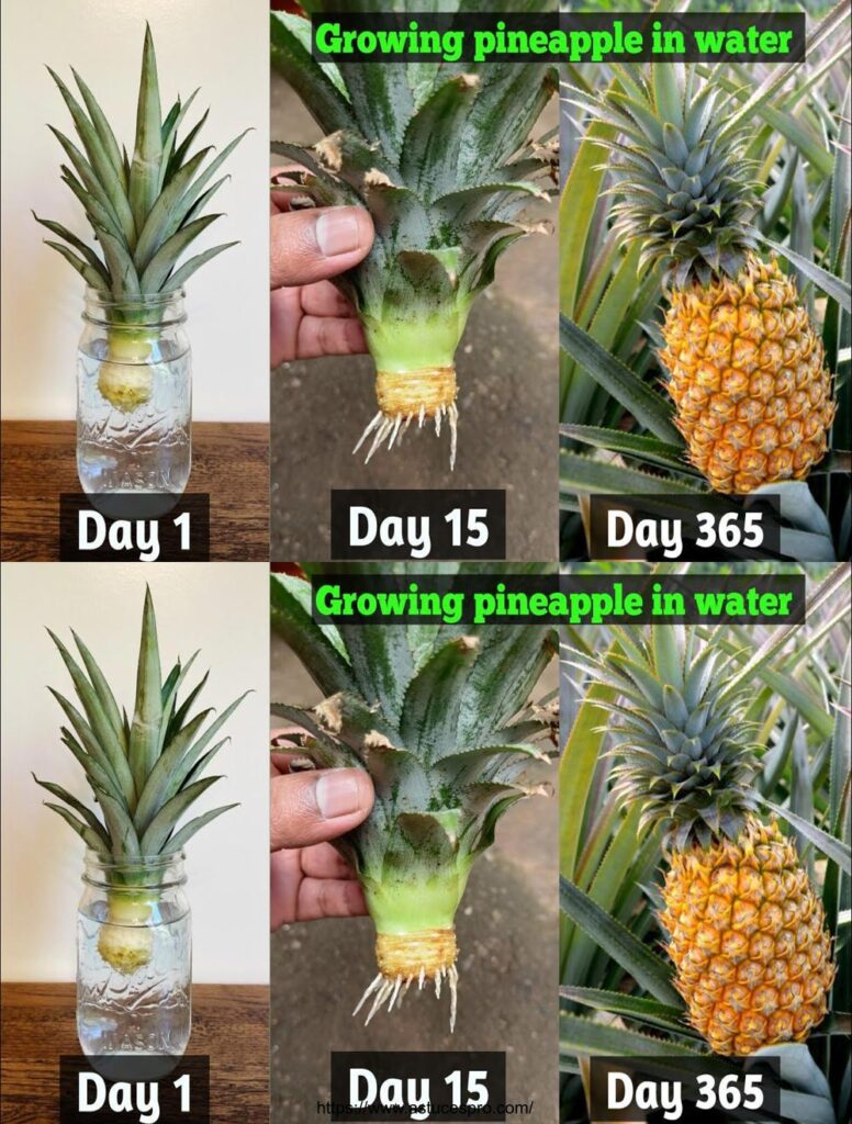 Conseils pour faire pousser des ananas rapidement à partir des sommets ...